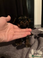 Yorkshire Terrier dogs Yorkshire terrier puppy - Advert 5