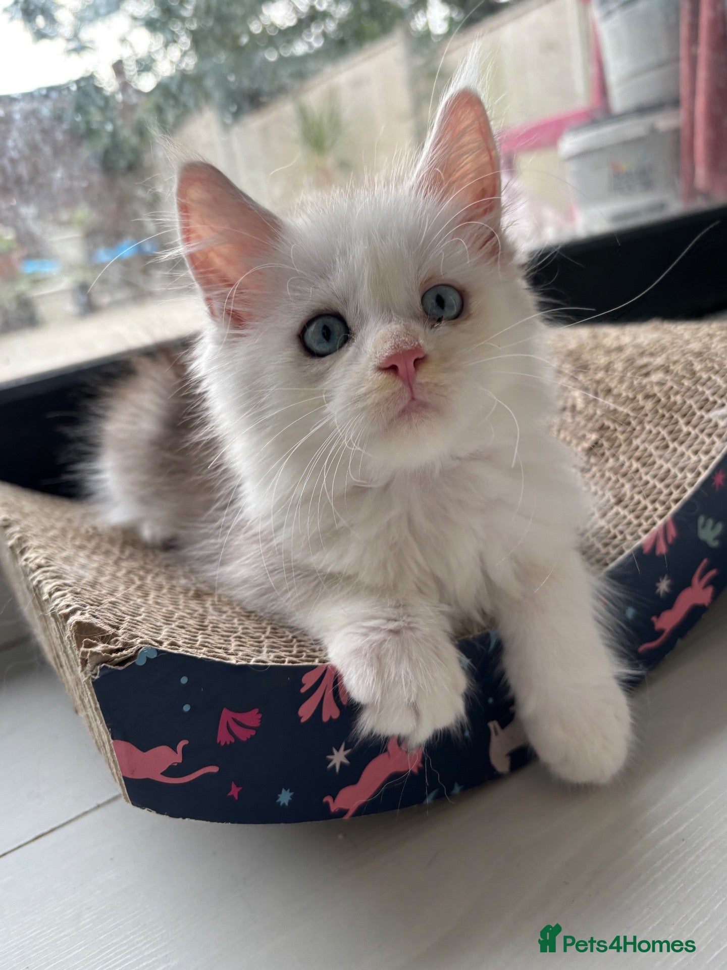 Maine Coon cats Cute Main coon boys girls kittens blue eyes  - Advert 1
