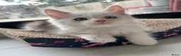Maine Coon cats for sale: Cute Main coon boys girls kittens blue eyes  - Advert 1