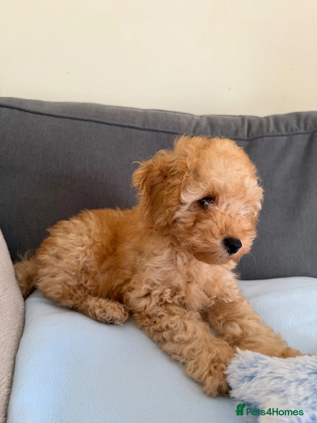 Toy Poodle dogs for sale: Male toy poodle - Advert 2
