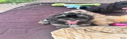 Lhasapoo dogs for sale: Lhasapoo puppies ready now!! - Advert 4