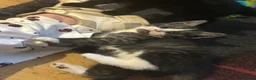 Mixed Breed cats for sale: 3 BEAUTIFUL KITTENS!  - Advert 2