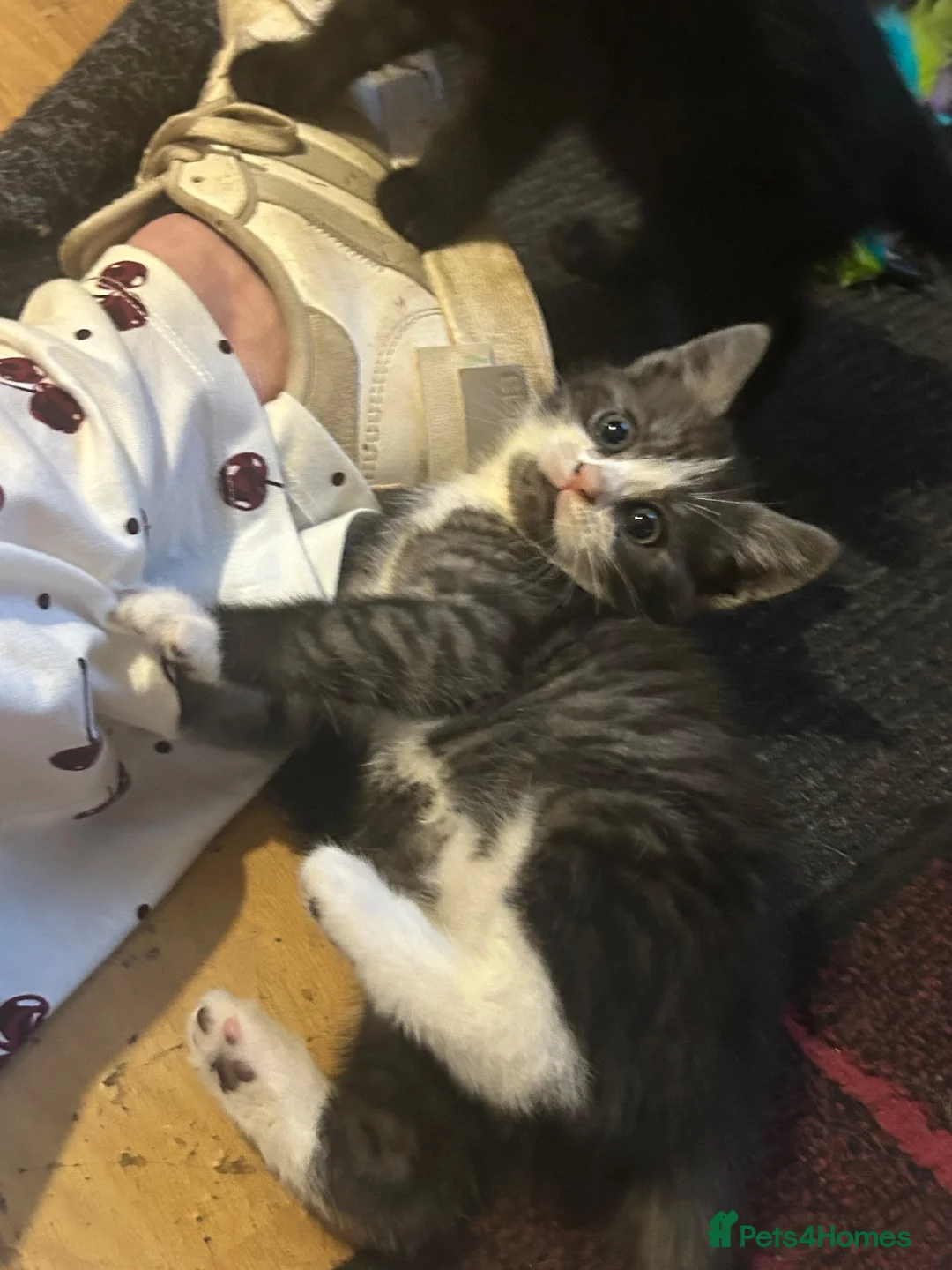 Mixed Breed cats for sale: 3 BEAUTIFUL KITTENS!  - Advert 2