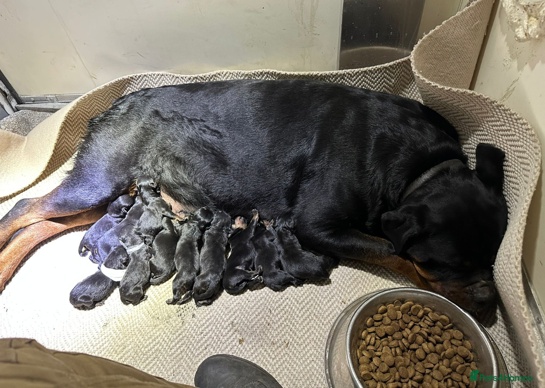 Rottweiler dogs for sale: Rottweiler Puppies KC Registered- Ready to Leave - Advert 1