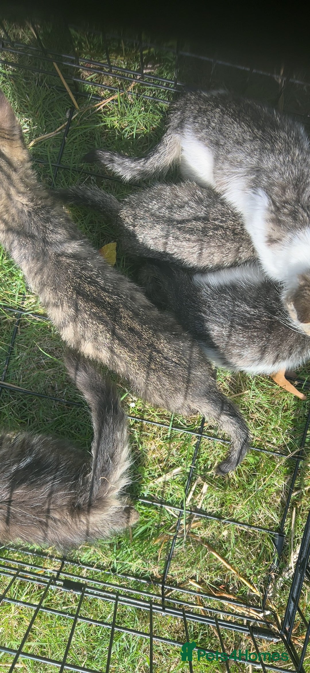 American Shorthair cats for sale: 4 Gorgeous and Playful Kittens ready to go!  - Image 6