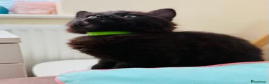 Green Collar