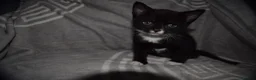 Mixed Breed cats for sale: Beautiful kittens for sale - Advert 12
