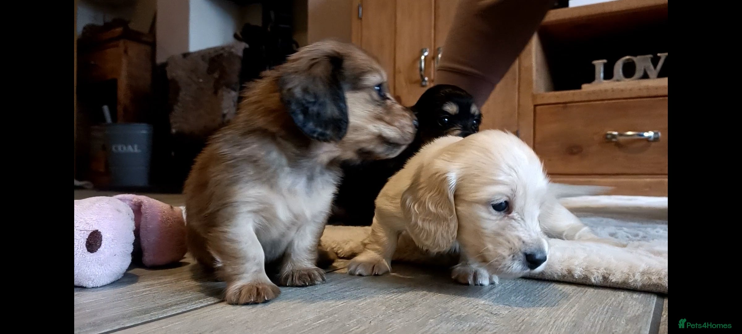 Miniature Dachshund dogs Remarkable mini Longcoat dachshund ETHICAL BREEDER - Advert 12