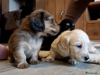 Miniature Dachshund dogs Remarkable mini Longcoat dachshund ETHICAL BREEDER - Advert 12