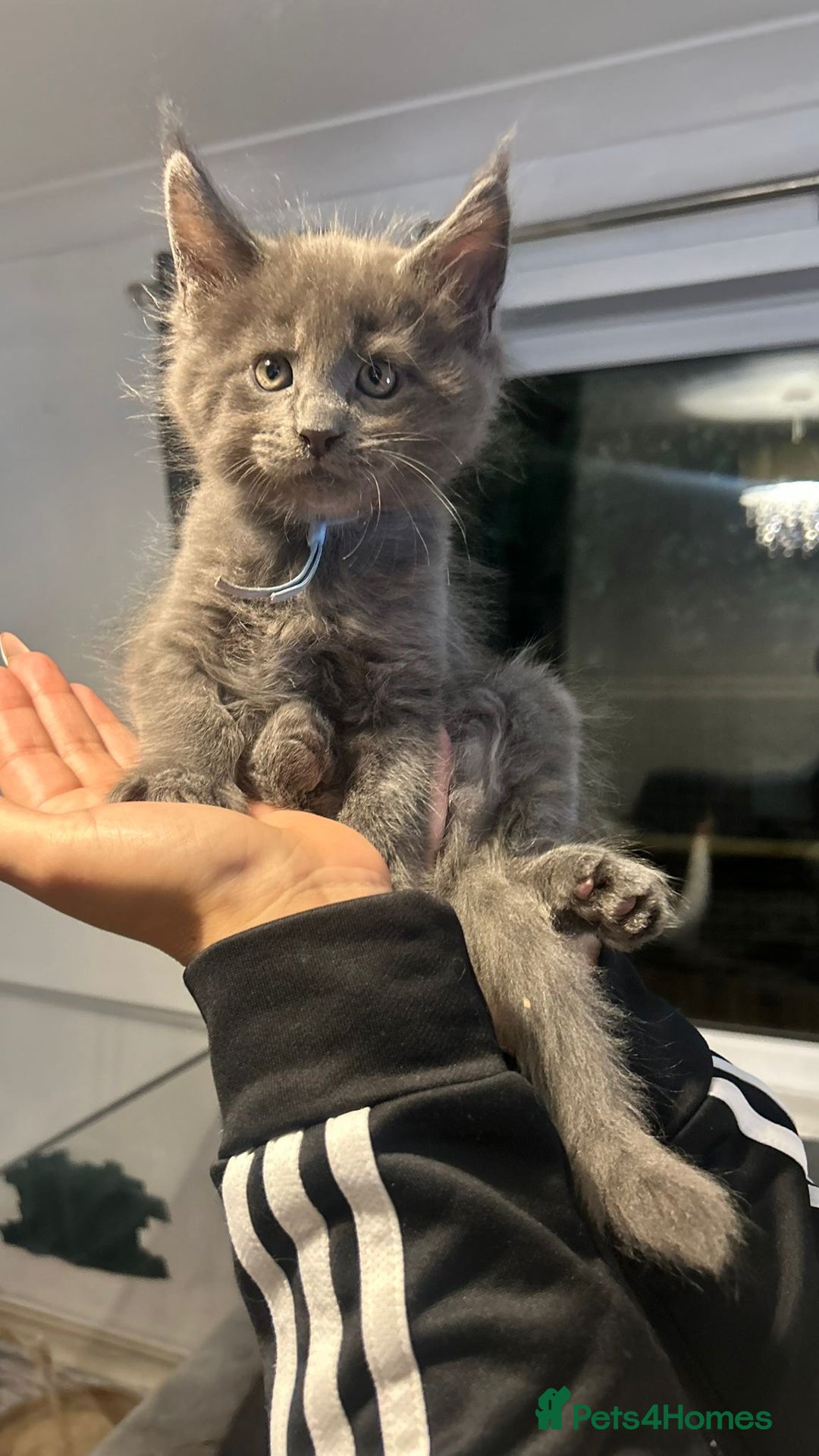 Maine Coon cats for sale: Mainecoon kittens  - Advert 6