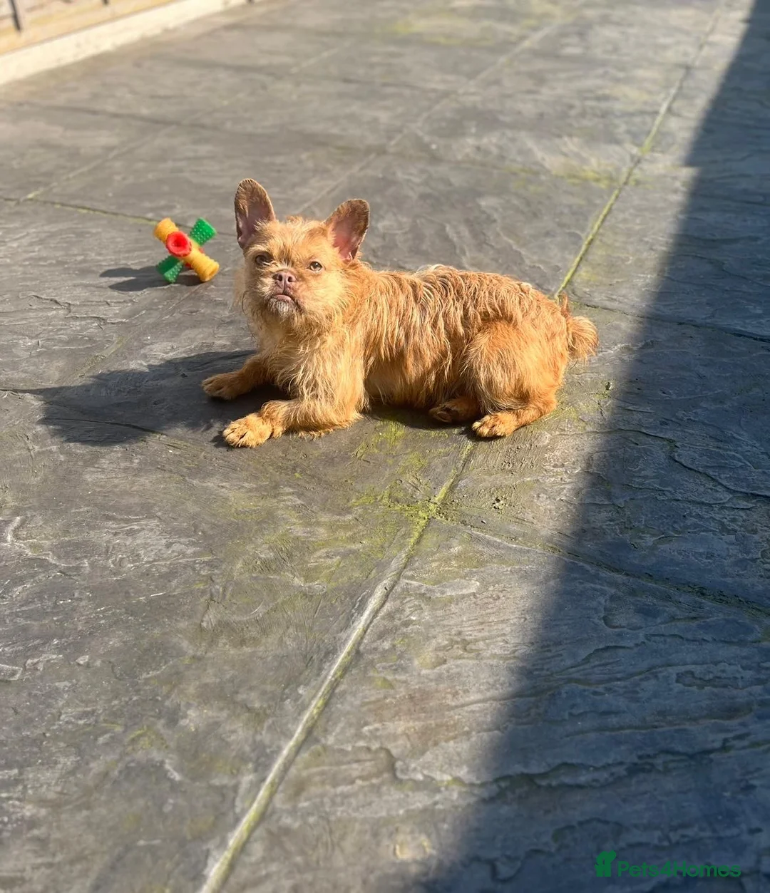 French Bulldog dogs for sale: New shade  **  fluffy /floodle producers  in Burton-on-Trent - Advert 9