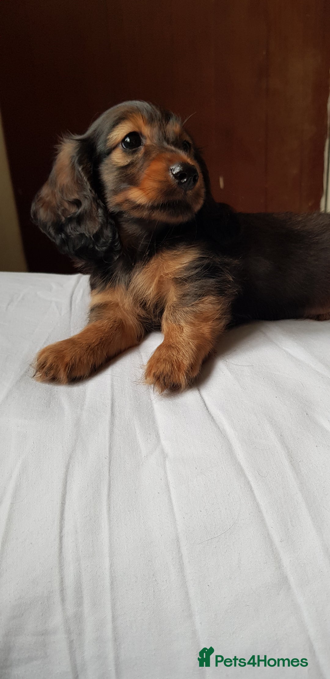 Miniature Dachshund dogs for sale: Miniature longhaired Dashchounds  - Image 6
