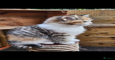 British Shorthair cats - Advert 13