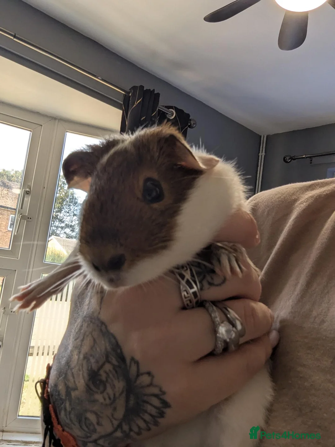 Guinea Pig rodents for sale: My last pig needs a forever home! - Advert 2