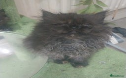 Persian cats for sale: Gorgeous Persian Kitten - Image 6