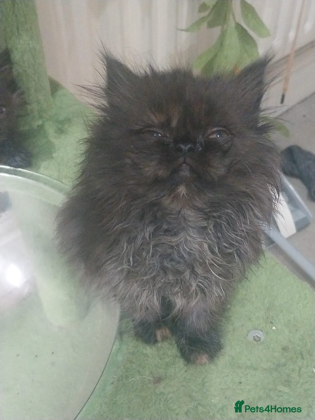 Persian cats for sale: Gorgeous Persian Kitten - Image 6