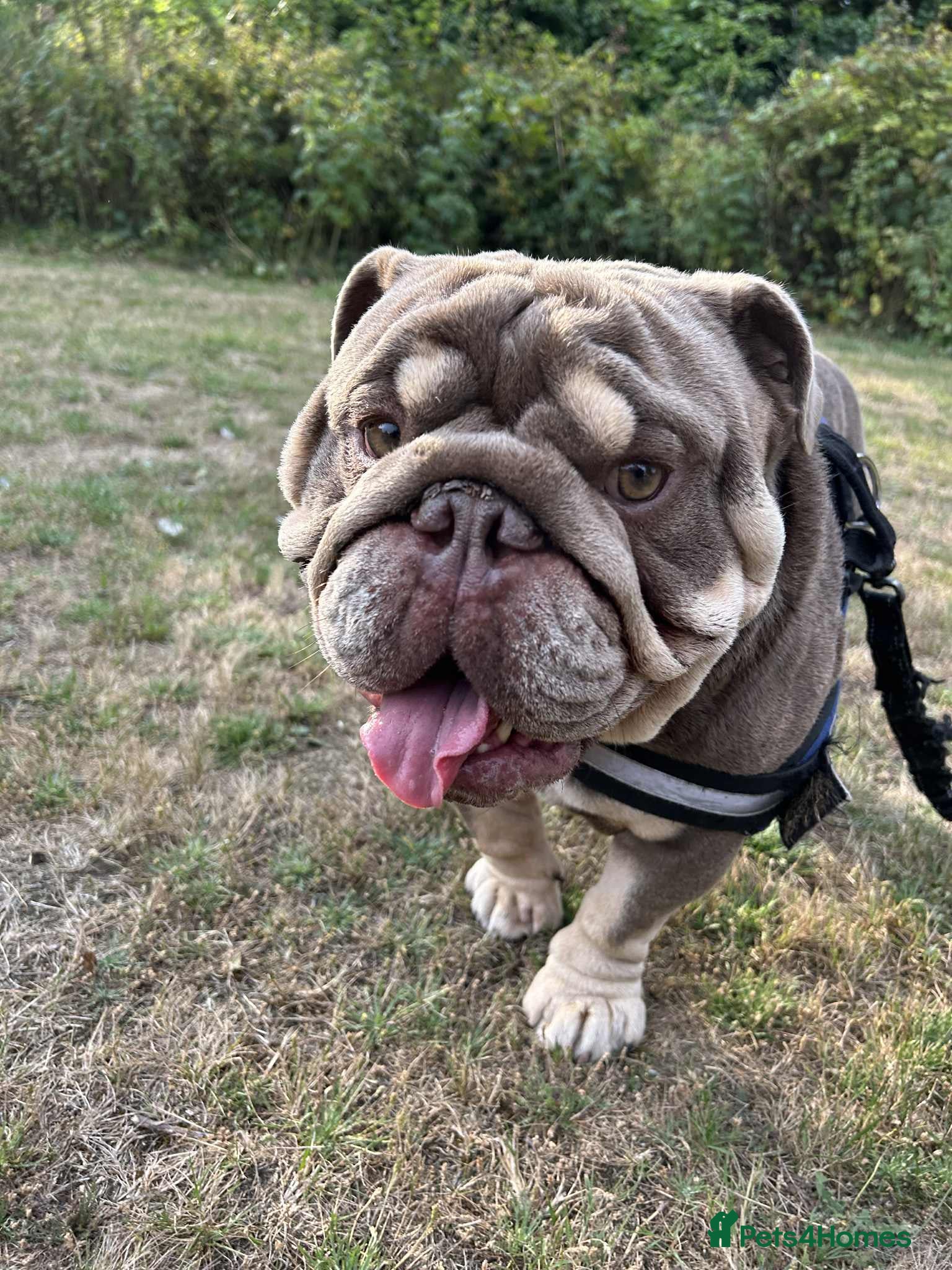 English Bulldog dogs Arthur the English bulldog  - Advert 1