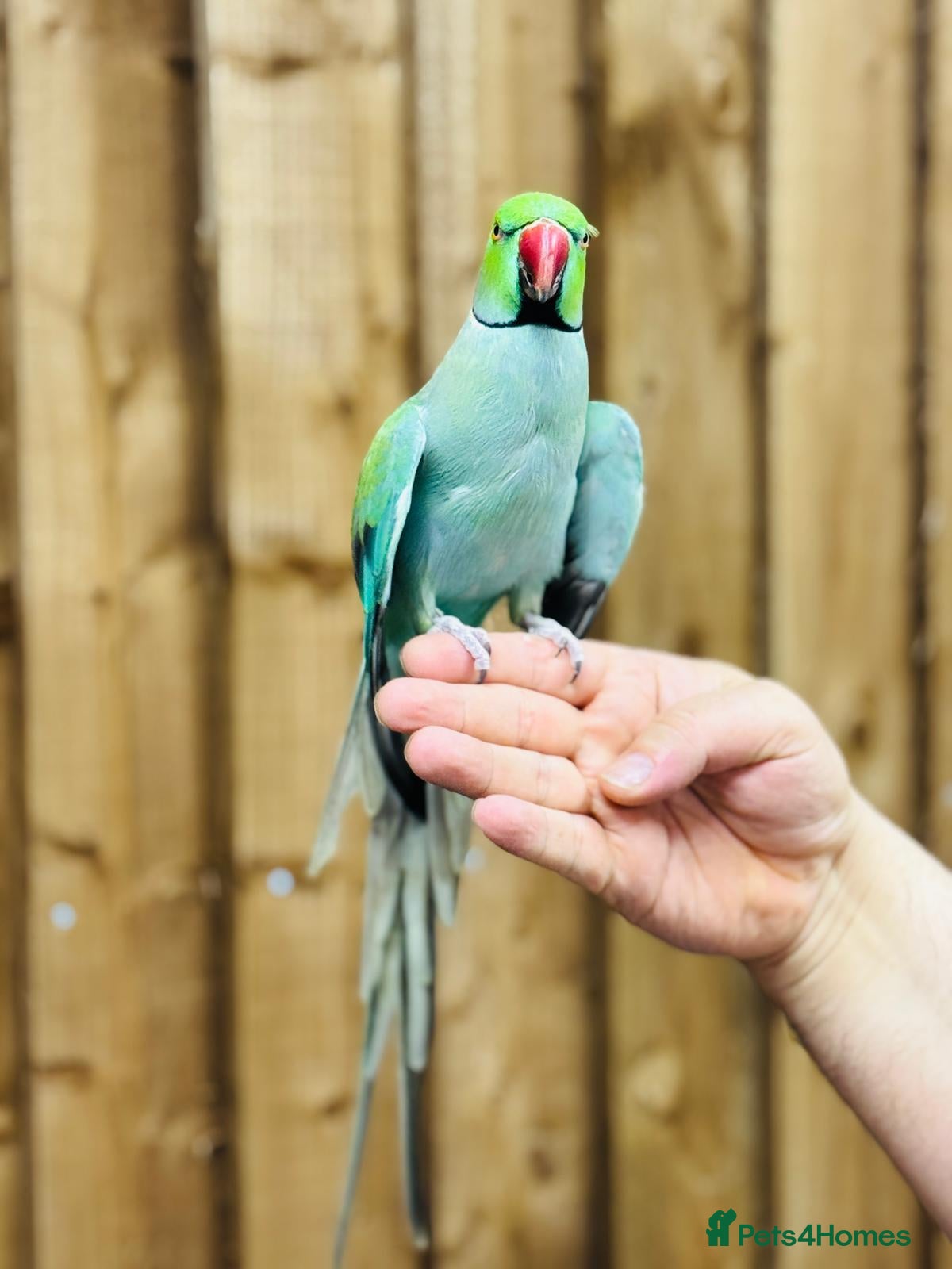 Ringnecks birds Baby blue ring neck  - Advert 5