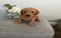 Cockapoo dogs for sale: Xxxxxxxxx - Image 1
