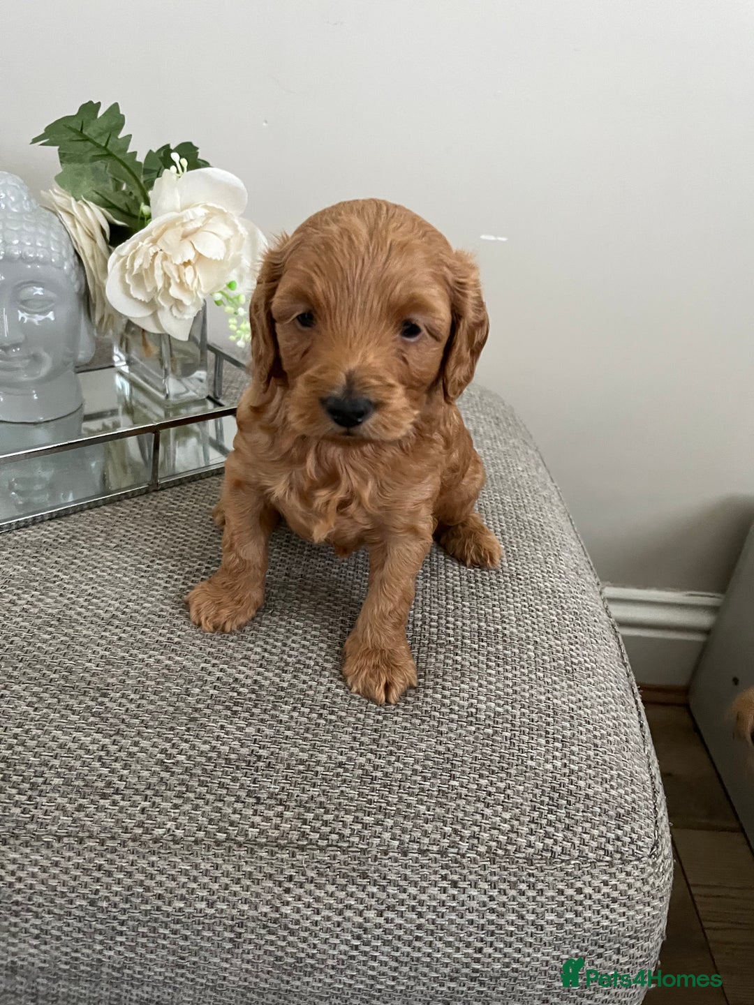 Cockapoo dogs for sale: Xxxxxxxxx - Image 1