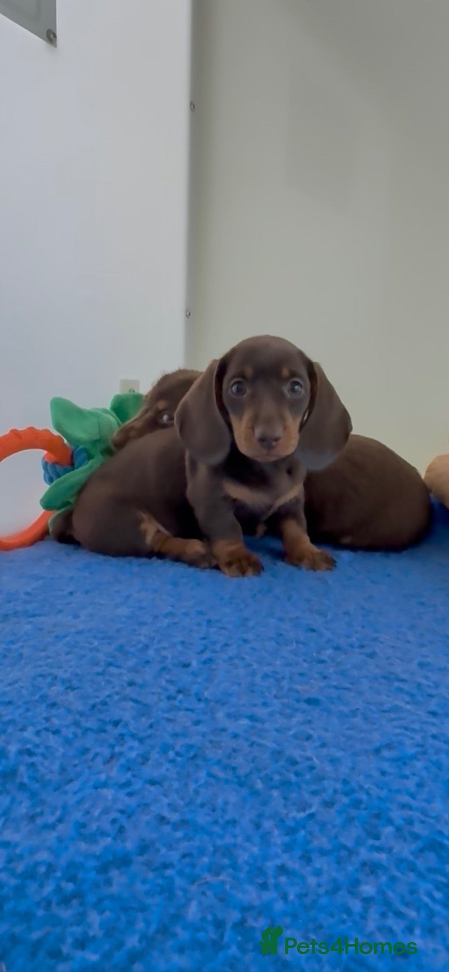 Miniature Dachshund dogs long & short hair miniture Daxi puppy’s 4 girls 💕 - Advert 2
