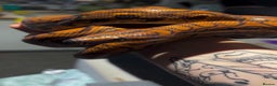 Boa Snake reptiles for sale: Brazilian rainbow boa with full set up - Advert 2