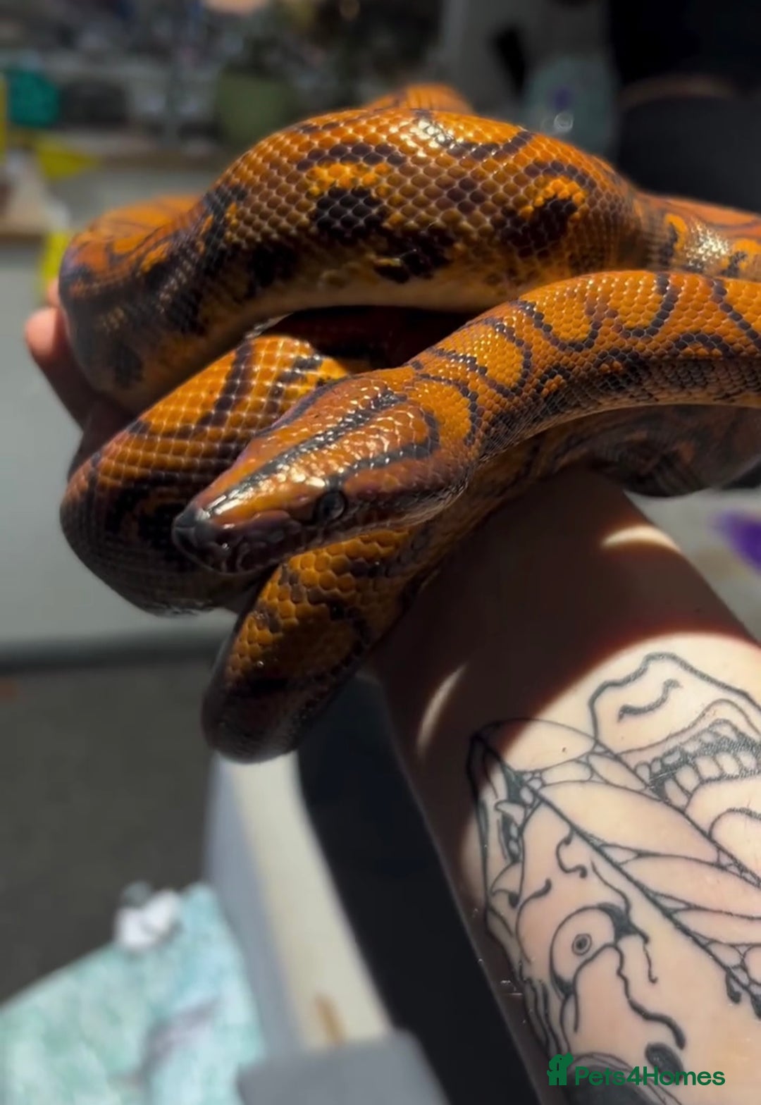 Boa Snake reptiles for sale: Brazilian rainbow boa with full set up - Advert 2