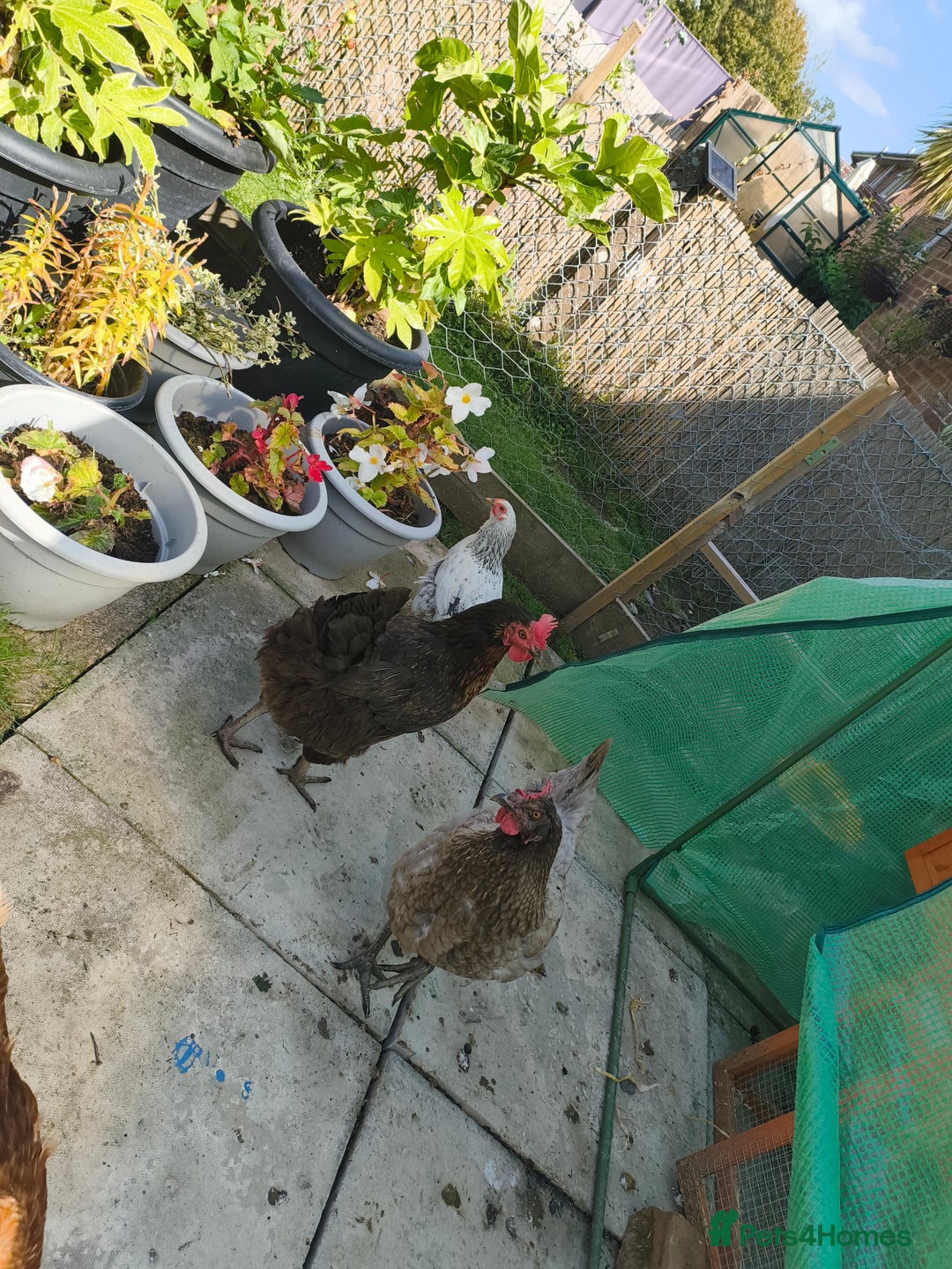 Chickens poultry for sale: 7 chickens looking for new home  - Image 5