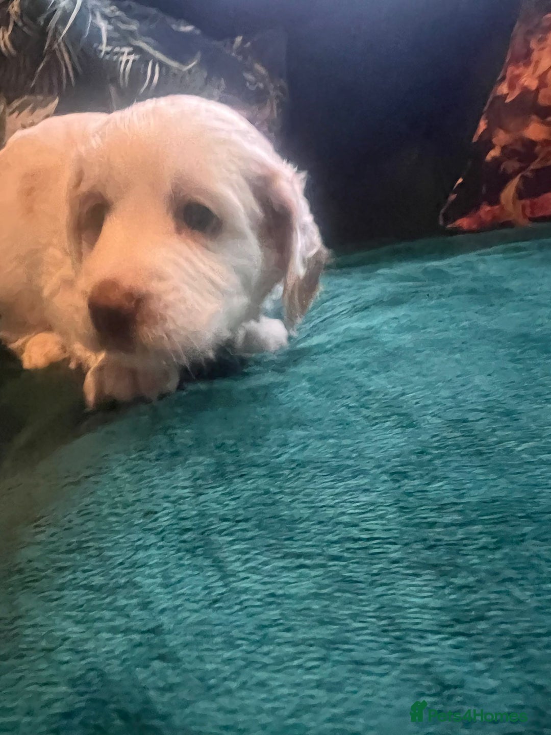 Clumber Spaniel dogs for sale: Clumber x puppies ready to leave 23/12/25 - Advert 10