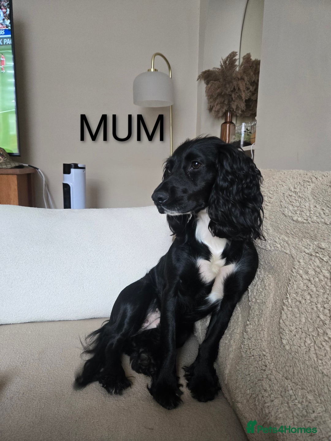 Cocker Spaniel dogs for sale: Lovely Cocker Spaniel Puppies From Our Family Dogs - Advert 7