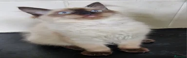 Ragdoll Kitten 2