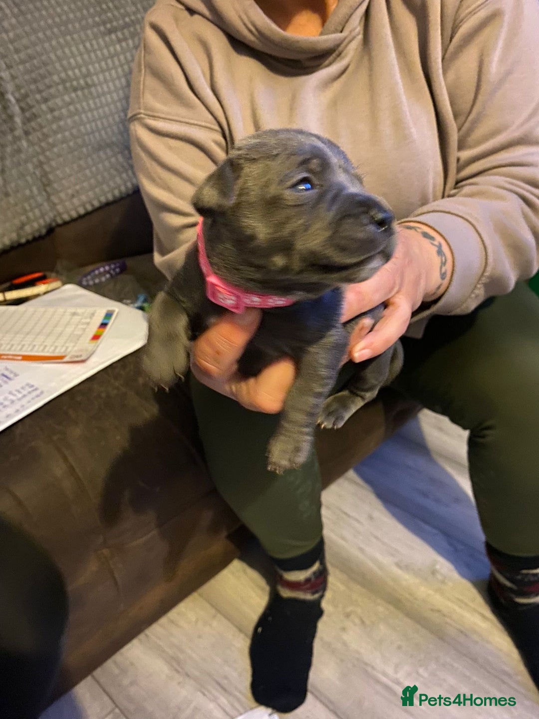 Staffordshire Bull Terrier dogs for sale: Blue pups  - Advert 16