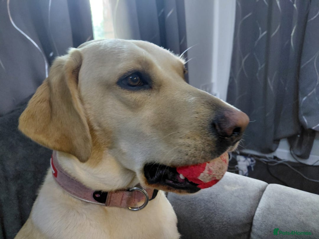 Golden Retriever dogs for sale: Year old golden labrador - Image 3