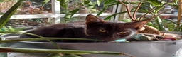 Mixed Breed cats for sale: 2 Black Russian looking a good home - Advert 4