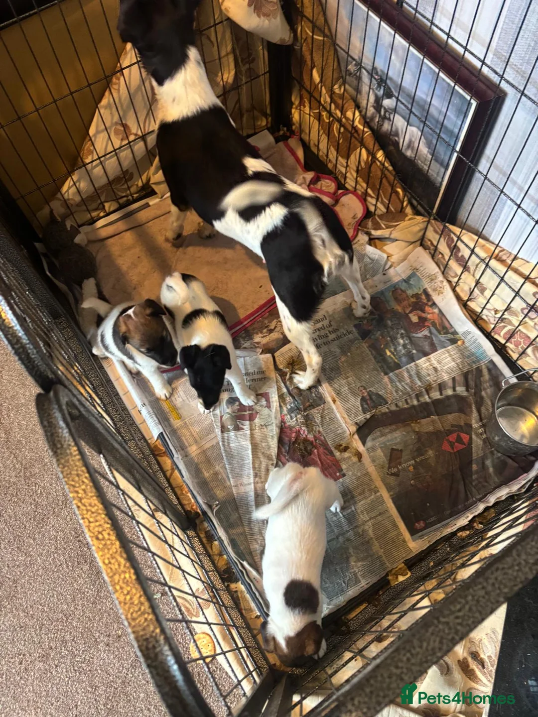 Fox Terrier dogs for sale: Smooth fox terrier puppy’s  - Advert 2