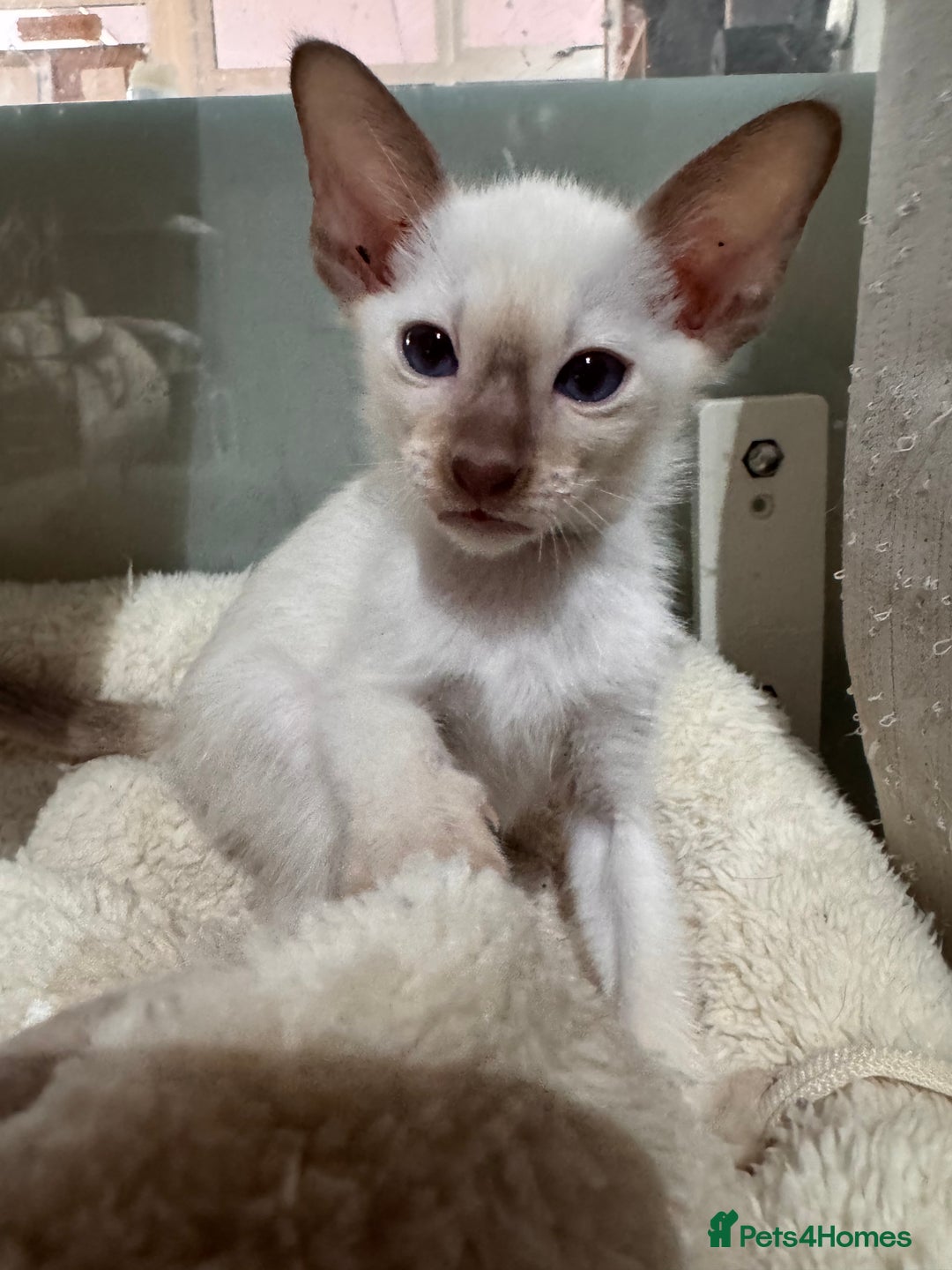 Siamese cats for sale: 4 adorable lilac and chocolate point Siamese  - Advert 3