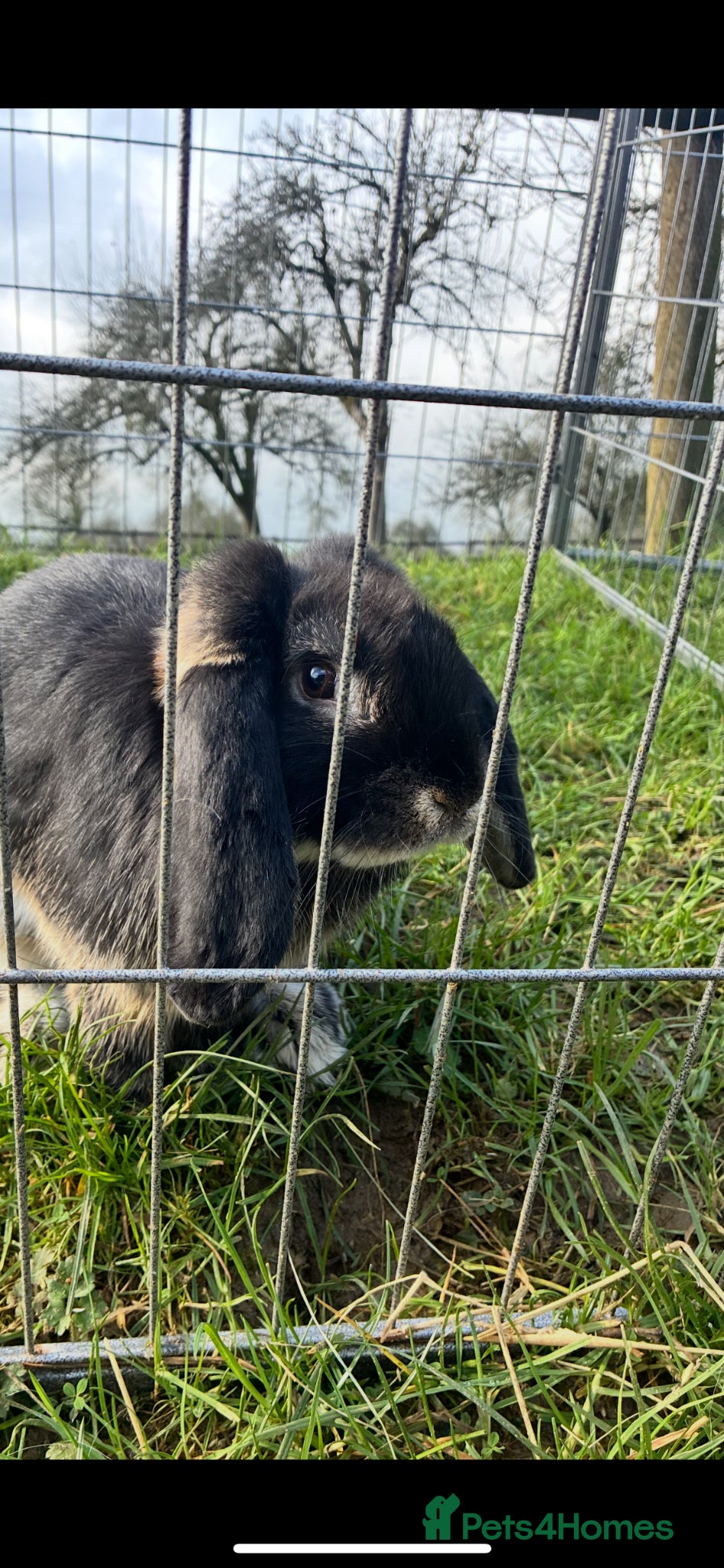 French Lop rabbits French lop kits ready to reserve !💙💗 - Advert 1