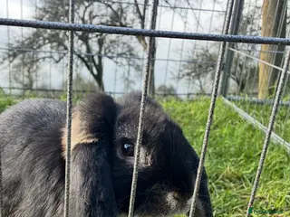 French Lop rabbits French lop kits ready to reserve !💙💗 - Advert 1