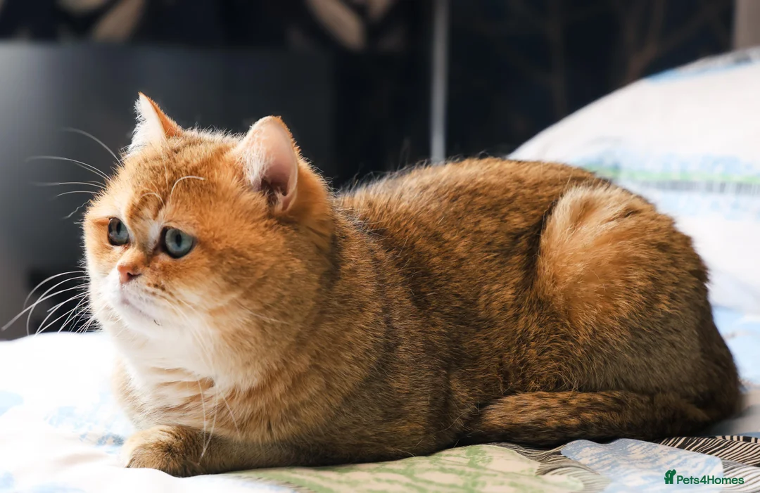 British Shorthair cats for stud: British shorthair Gold Ny12 in Nottingham - Advert 4