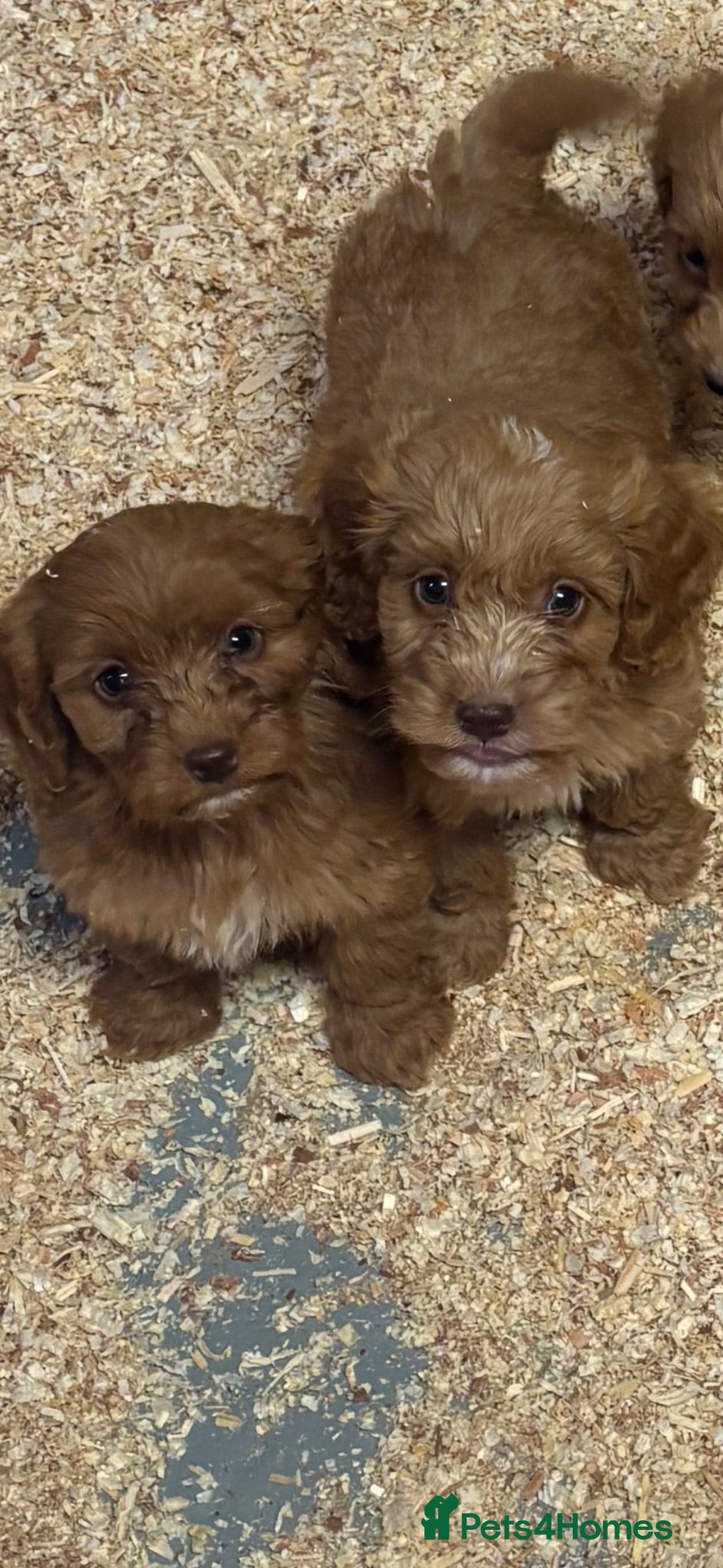 Cavapoo dogs 🐶 Cavapoo puppies toy poodle 🐶 - Advert 13