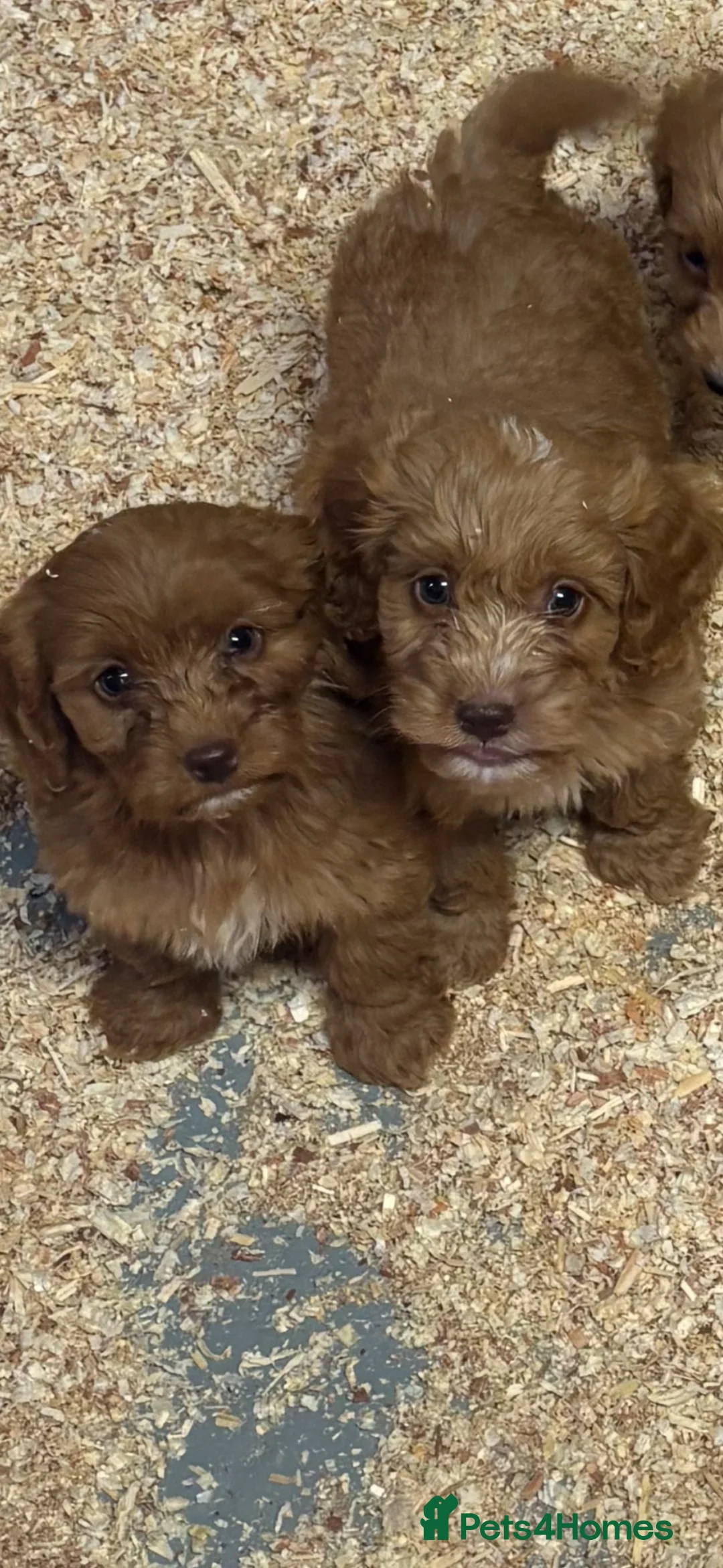 Cavapoo dogs for sale: 🐶 Cavapoo puppies toy poodle 🐶 - Advert 9