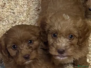 Cavapoo dogs 🐶 Cavapoo puppies toy poodle 🐶 - Advert 13