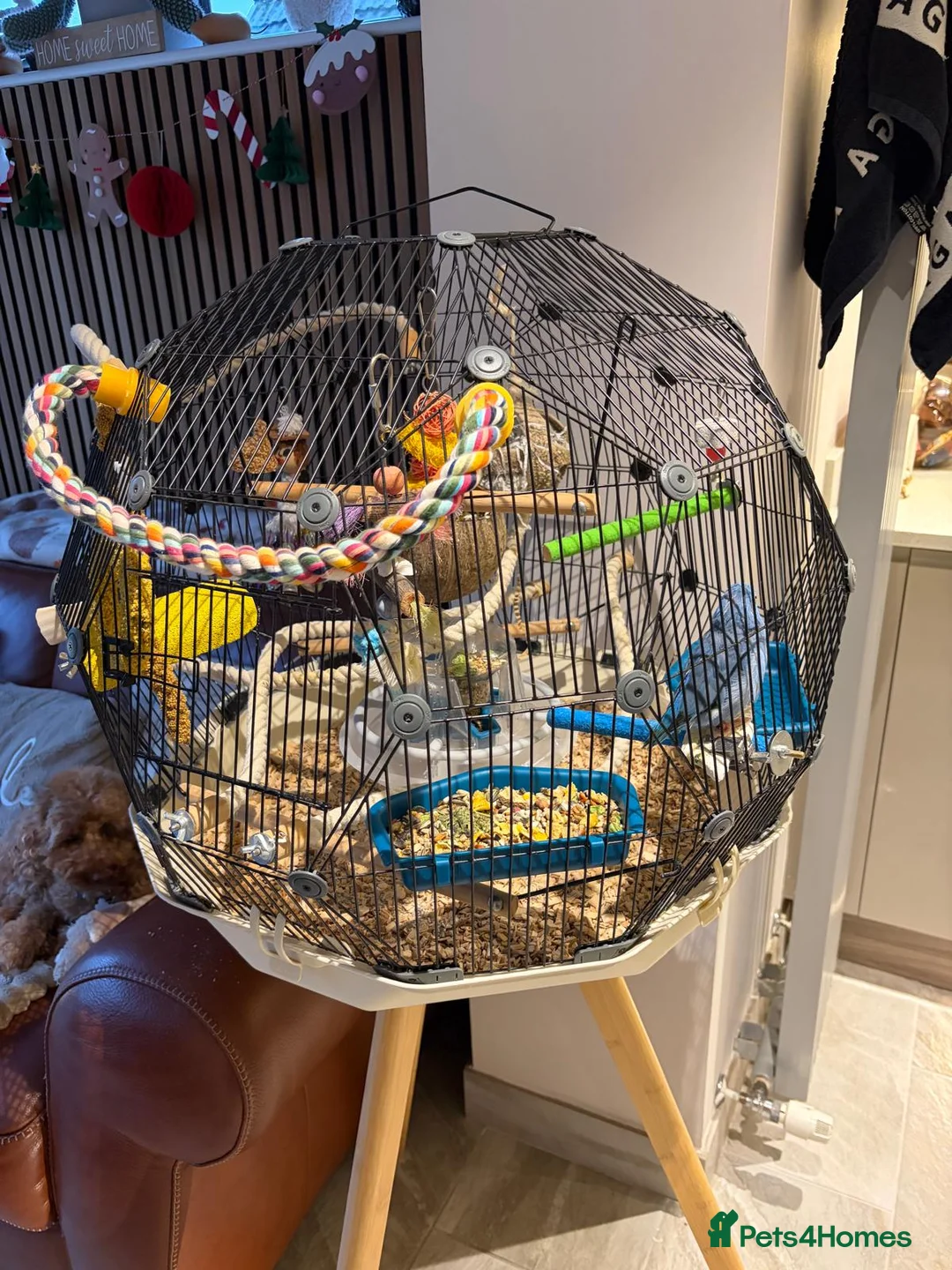 Parrots birds for sale: Female Blue Parrotlet - Advert 1