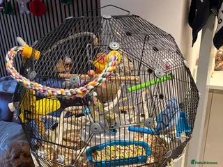 Parrots birds Female Blue Parrotlet - Advert 2