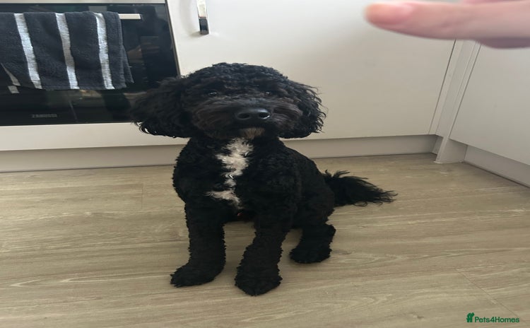Cockapoo dogs - Advert 1