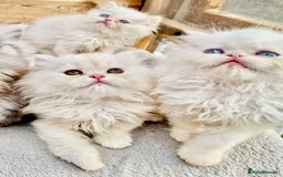 Persian cats for sale: BEAUTIFUL DOLL FACE FULL PERSIAN LONG HAIR KITTEN - Advert 3