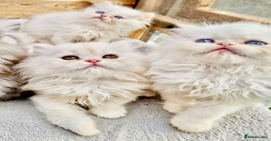 Persian cats - Advert 10