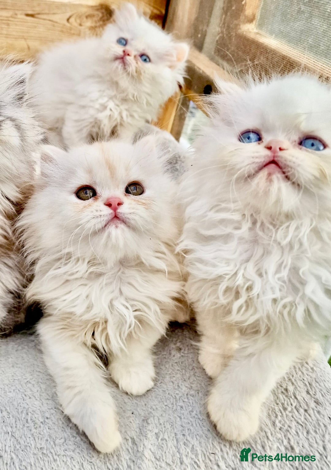 Persian cats for sale: BEAUTIFUL DOLL FACE FULL PERSIAN LONG HAIR KITTEN - Advert 3