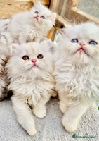 Persian cats - Advert 10