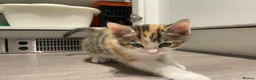 Mixed Breed cats for sale: Beautiful mixed American Kittens  - Advert 8